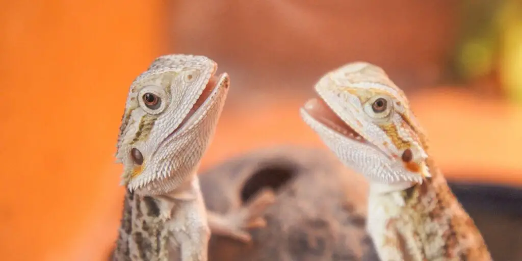 Baby Bearded Dragons Teeth, Do Bearded Dragons Have Teeth, Terrarium Geek, www.terrariumgeek.com