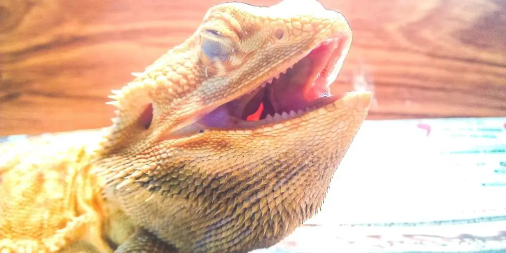 Do Bearded Dragons Have Teeth, Terrarium Geek, www.terrariumgeek.com