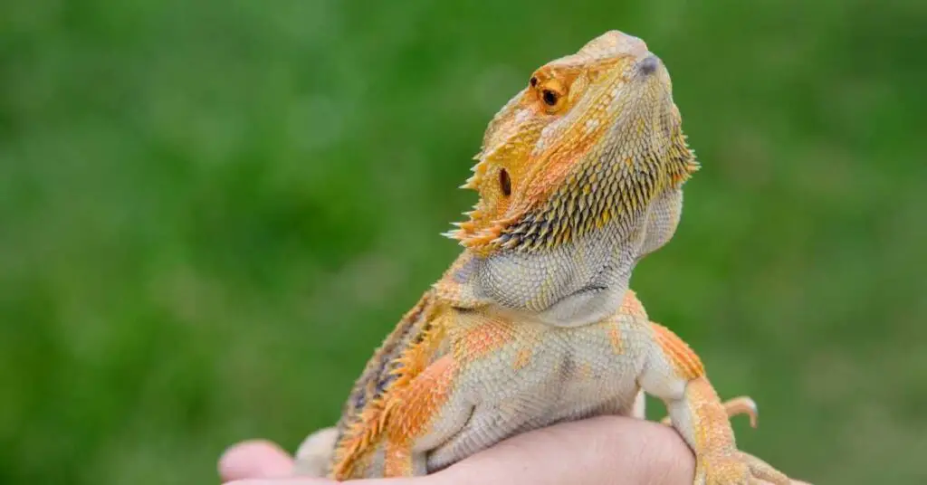 Can bearded dragons eat arugula