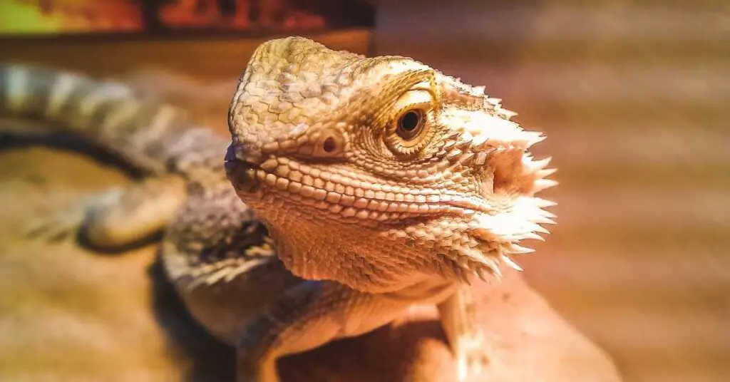 Can Bearded Dragons Eat