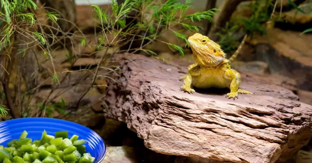 Can Bearded Dragons Eat Bell Peppers