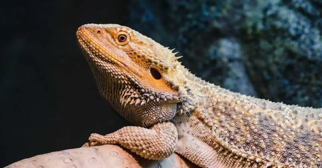 Can Bearded Dragons Eat tomato plants