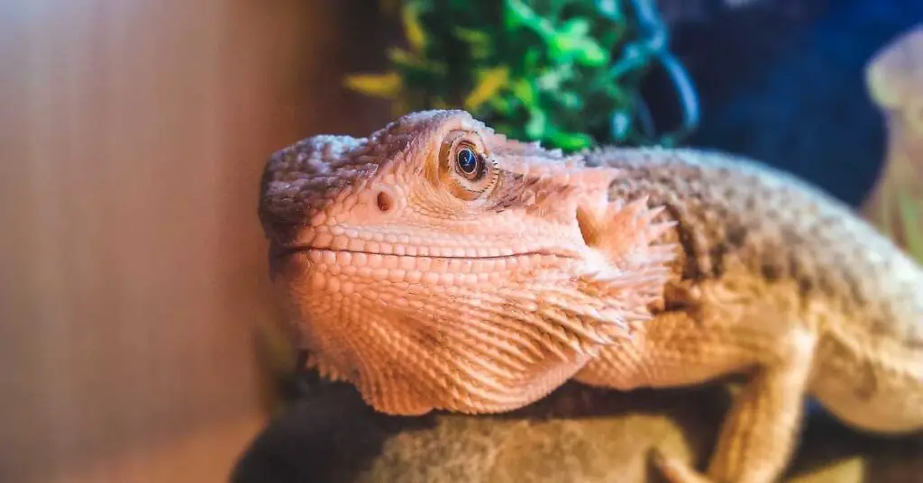 Can Bearded Dragons Eat Spinach