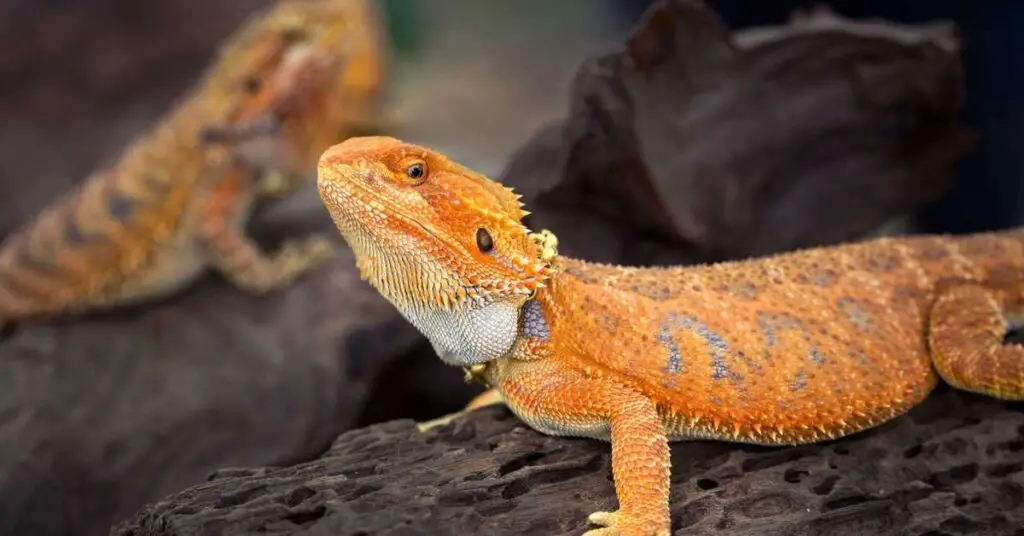 Can Bearded Dragons Eat Bananas