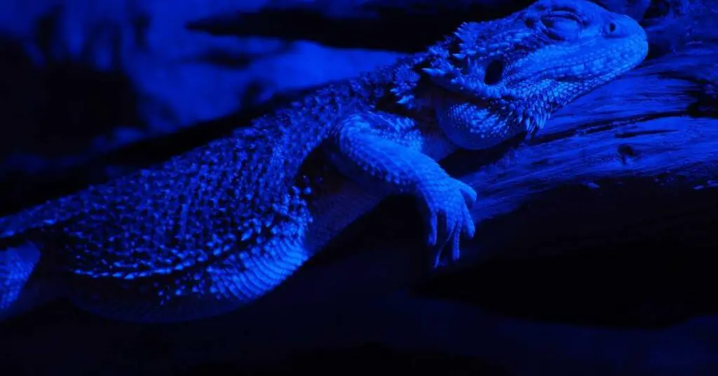 are bearded dragons nocturnal