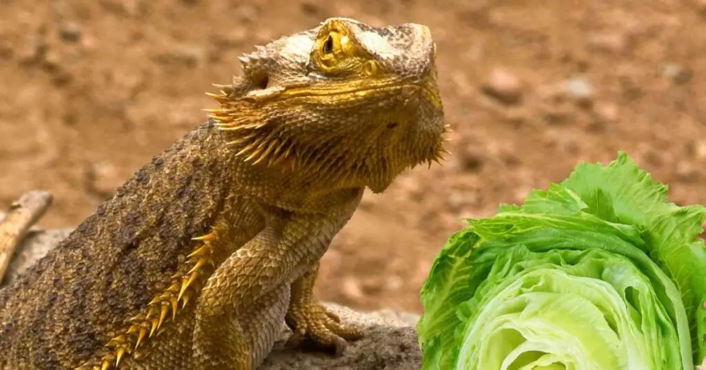 Can Bearded Dragons Eat Iceberg Lettuce