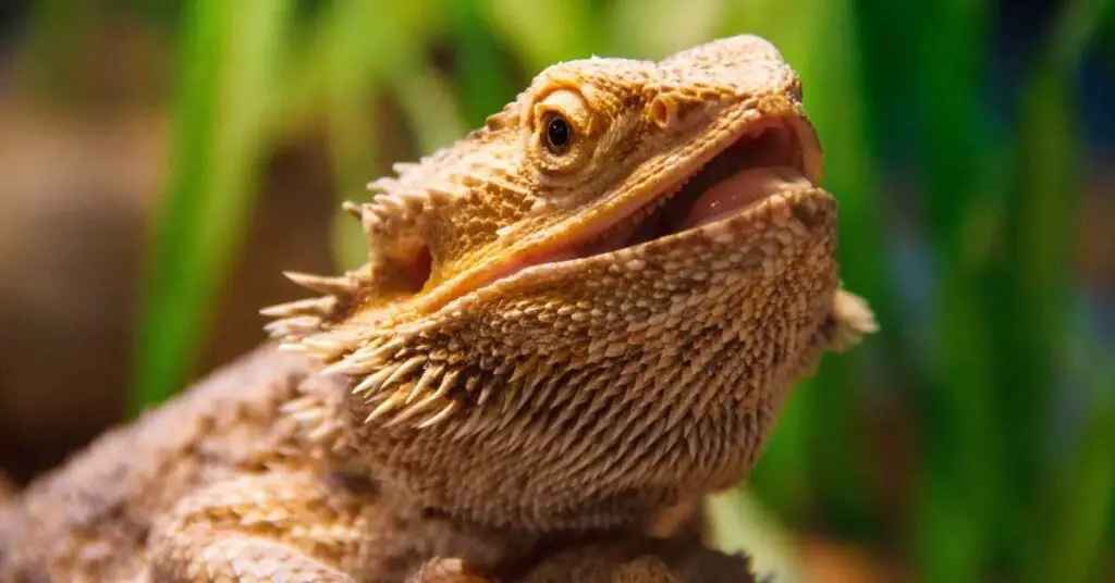 Are Bearded Dragons Good Pets