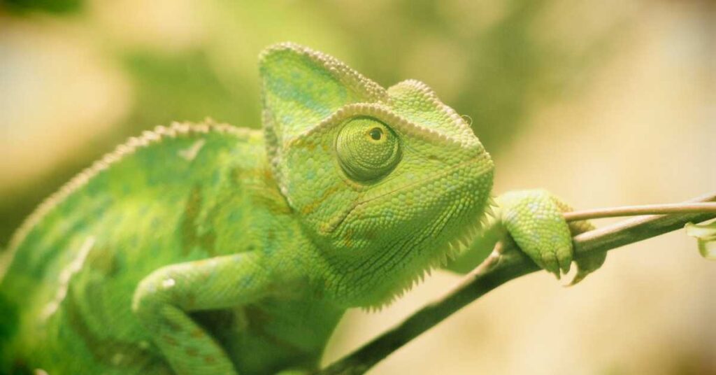 are chameleons warm or cold blooded