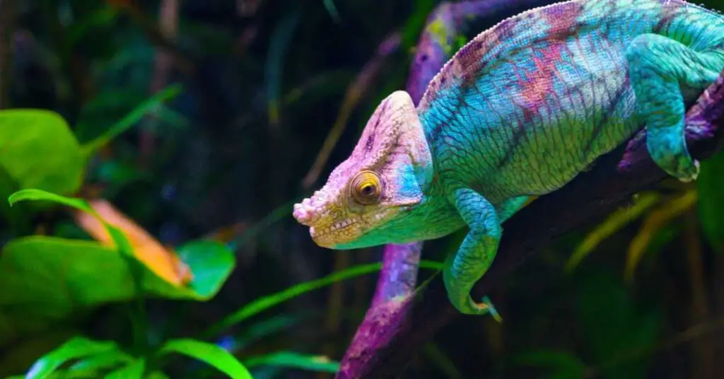 can chameleons swim