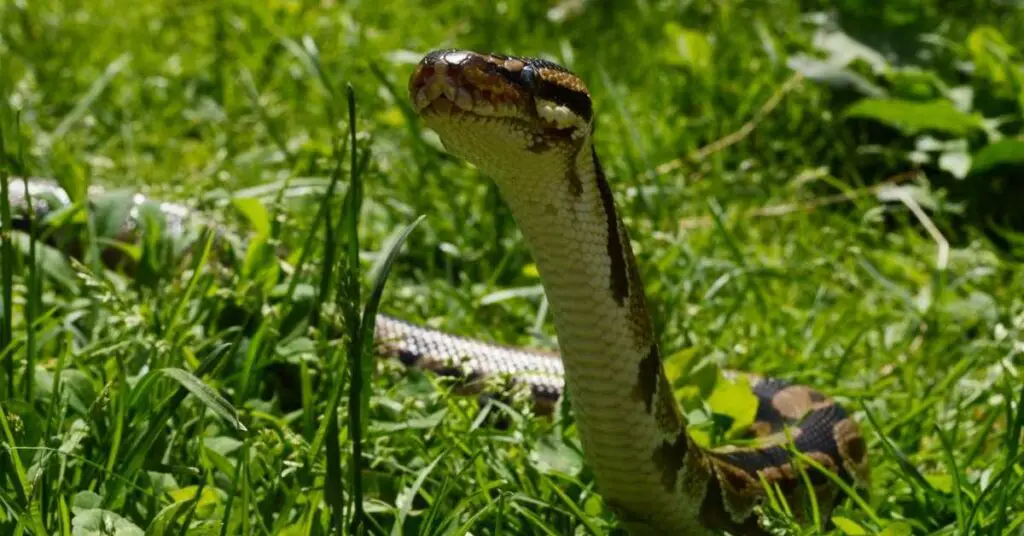 are ball pythons arboreal