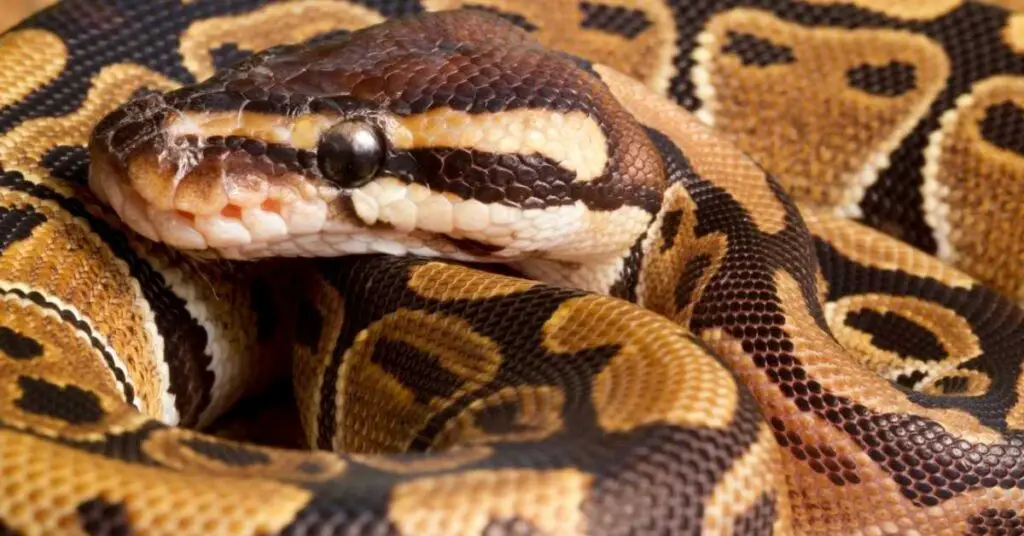 how often do ball pythons bite