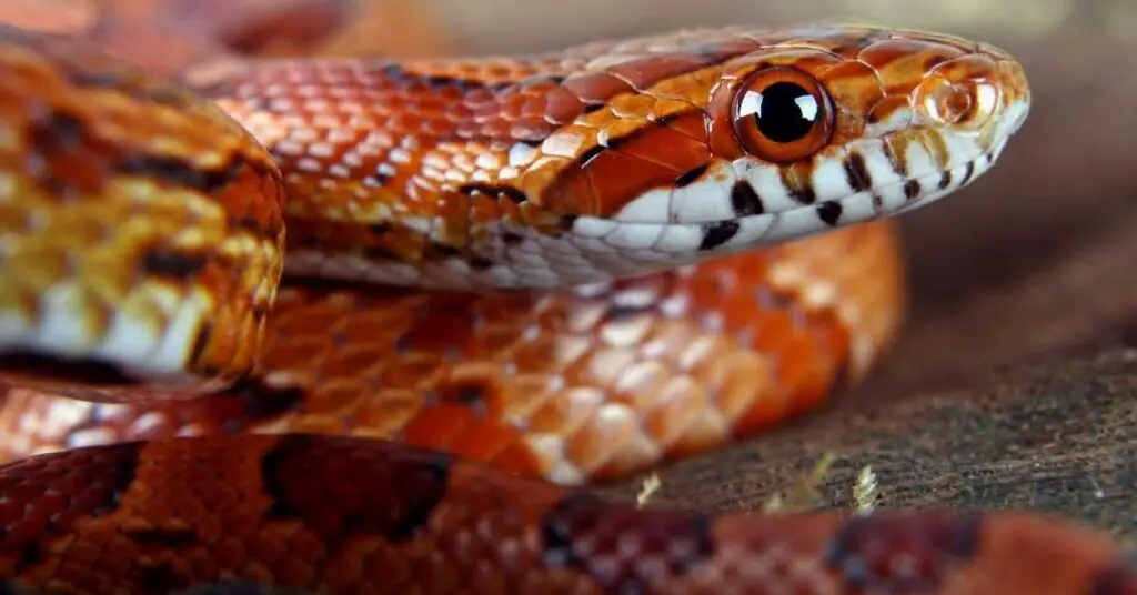 are corn snakes constrictors