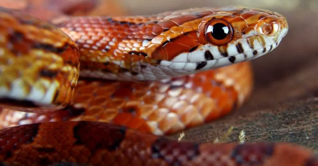 do corn snakes kill cats