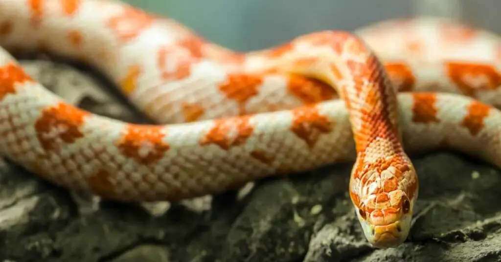 can corn snakes eat quail eggs