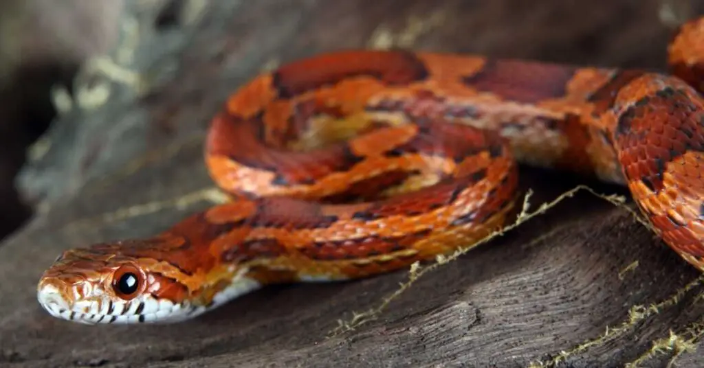 do corn snakes burrow