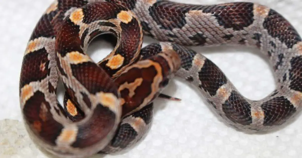 Can Corn Snakes Eat Quail Eggs? Our Eggcellent Answer Terrarium Geek