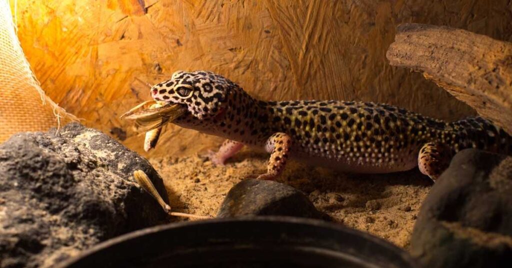 are leopard geckos omnivores