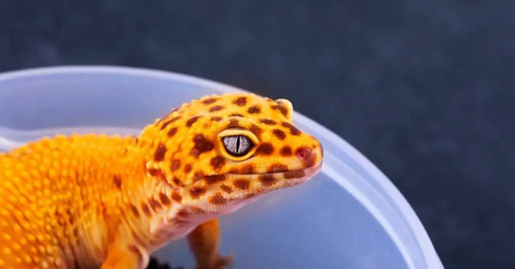 are leopard geckos omnivores