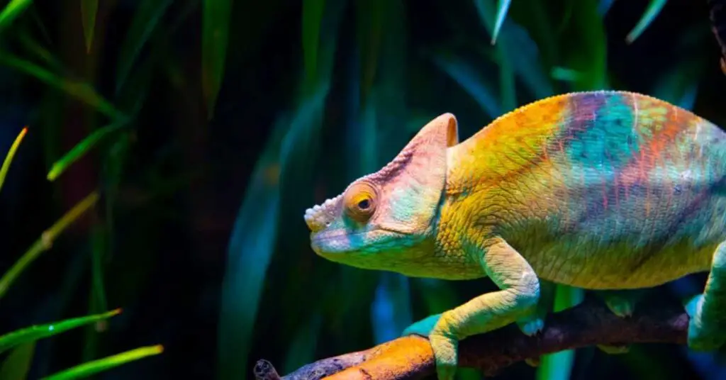 Are Chameleons Good Pets? Everything you Need To Know - Terrarium Geek