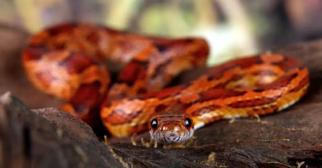 can corn snakes swim