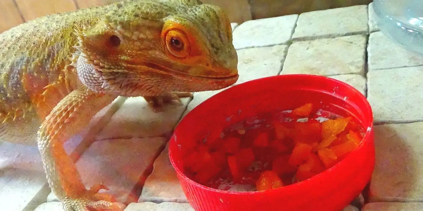 Can Bearded Dragons Eat Strawberries? (Solved) Terrarium Geek