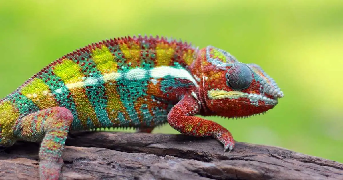 Can Chameleons Swim? (Everything You Need To Know - Terrarium Geek