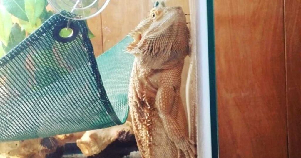 why is my bearded dragon glass surfing at night