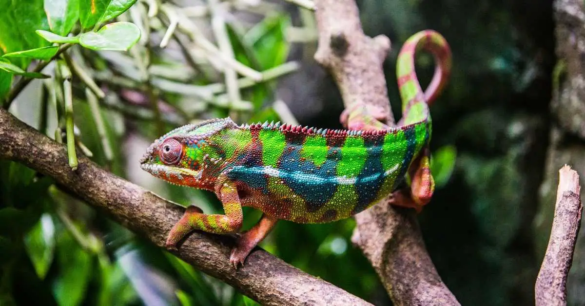 Do Panther Chameleons Make Good Pets? - Terrarium Geek