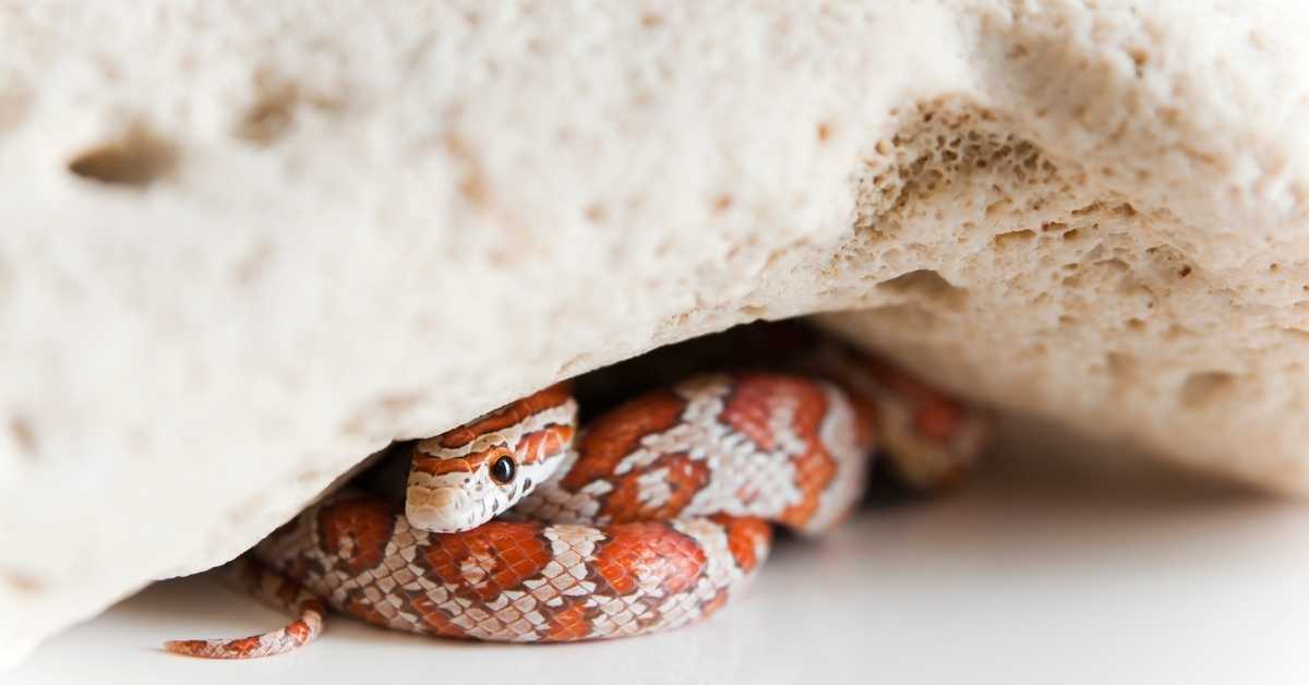 Do Pet Snakes Get Bored? (Our Best Answer) - Terrarium Geek