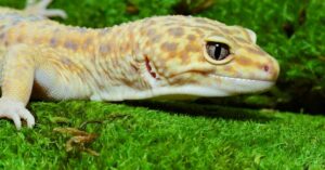 are leopard geckos edible