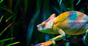 is moss safe for chameleons