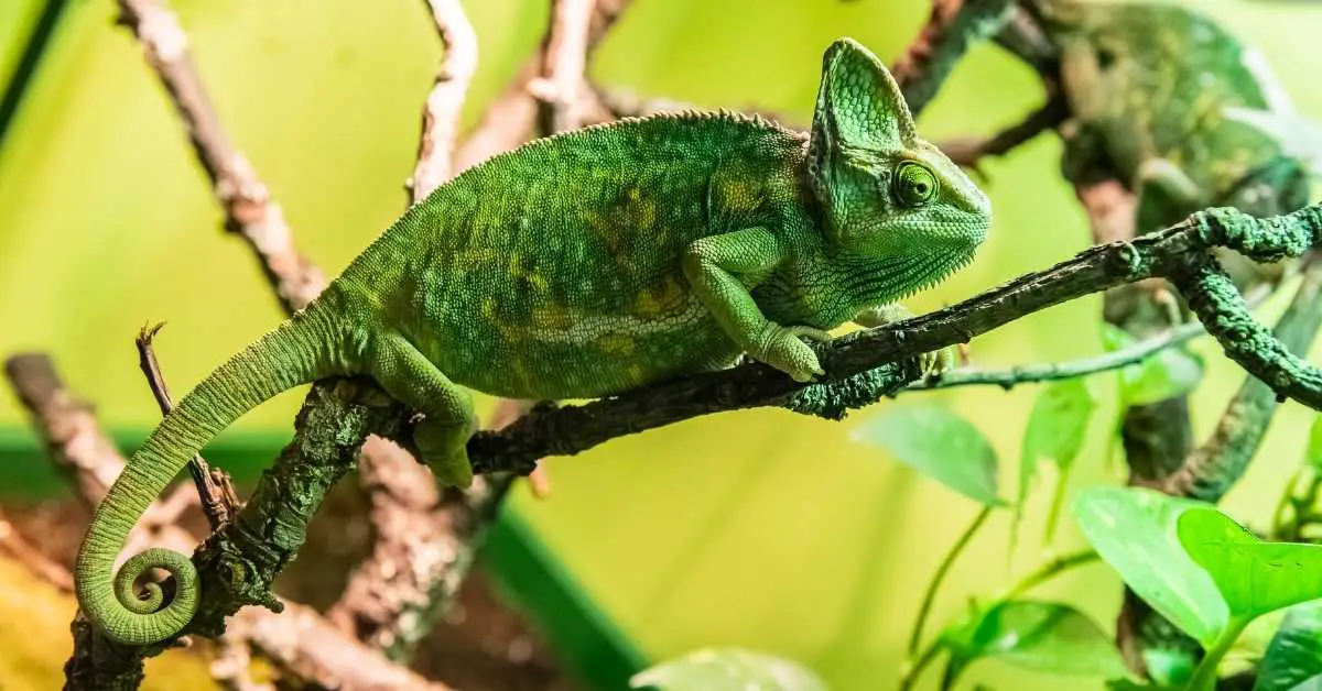 Are Chameleons Good Pets? Everything You Need To Know - Terrarium Geek