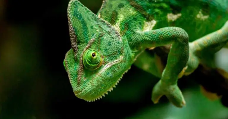 Can Chameleons Swim? (Everything You Need To Know - Terrarium Geek